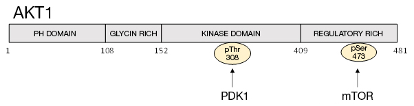 AKT1の構造とリン酸化部位