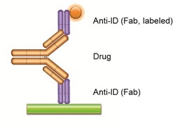 PK Assay: Anti-idiotype Antibody Bridging Assay