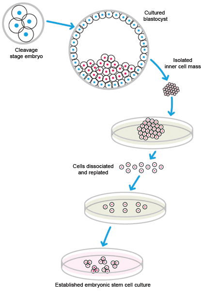 幹細胞研究　幹細胞の分離と維持