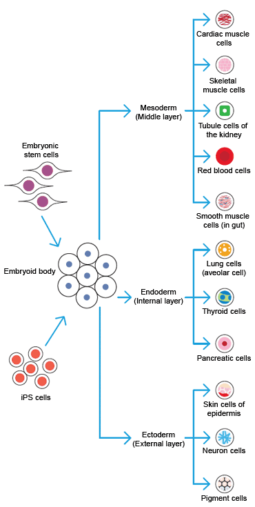 幹細胞研究　幹細胞の分化