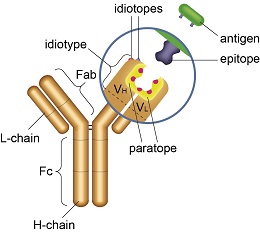 what-is-an-anti-idiotypic-antibody